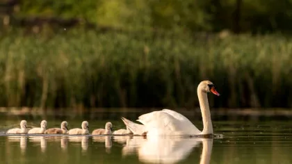 Criza invizibilă a fertilității: poluarea și schimbările climatice amenință reproducerea la nivelul tuturor speciilor