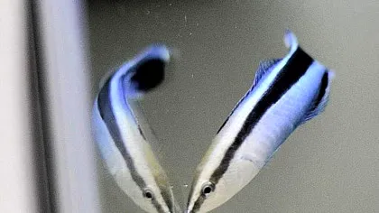 Un nou studiu arată că peștii sanitari sunt mai inteligenți decât au crezut cercetătorii