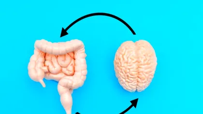 O posibilă piesă din puzzle-ul creierului uman ar putea fi în intestine