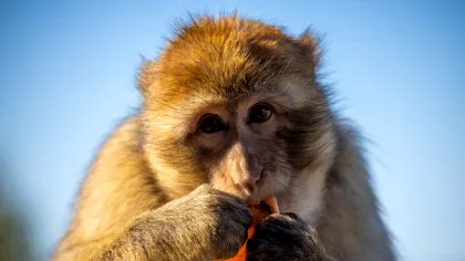 Maimuțele din Gibraltar mănâncă pământ pentru a-și proteja stomacul după ce primesc alimente nesănătoase de la turiști