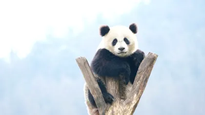 Test de cultură generală. De ce urșii panda stau uneori în mâini?