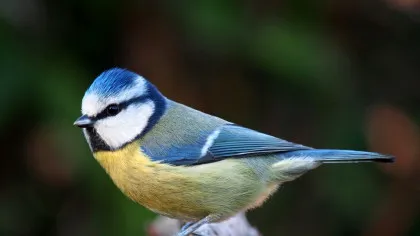 Un studiu arată că păsările de pădure care trăiesc printre copaci nativi au mai mulți pui