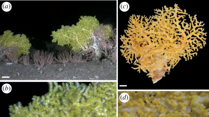 Un coral verde strălucitor este primul caz raportat de bioluminescență într-o peșteră din adâncurile mării