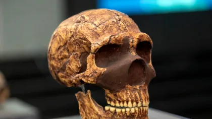ADN-ul neanderthalian ar putea fi cauza unor malformații cerebrale moderne