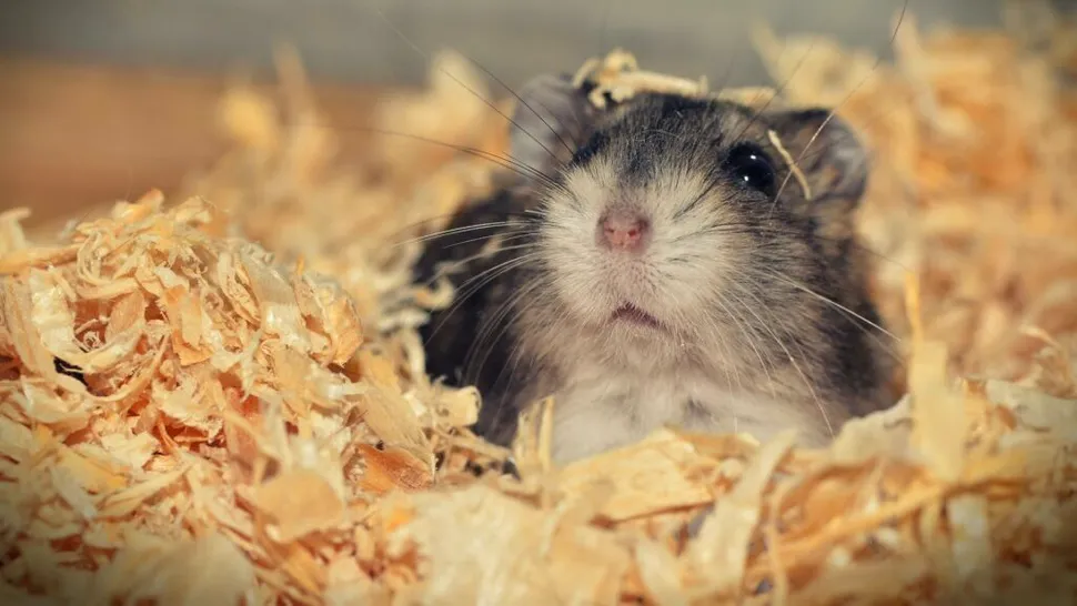 Un dezvoltator de jocuri a găsit rețeta succesului: titlurile despre hamsteri