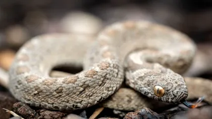 S-ar putea ca frica de șerpi să nu fie înnăscută