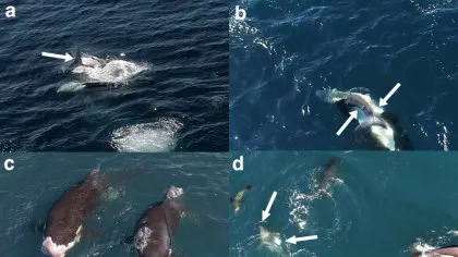 Orcile au început să vâneze rechini albi într-un mod ingenions