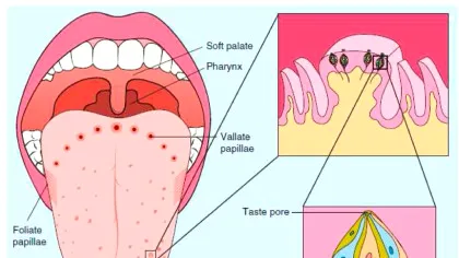 „Harta limbii” care ne-a fost arătată în copilărie este complet greșită. Iată de ce!