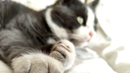 O pisică cu 28 de degete a intrat în Cartea Recordurilor Guinness