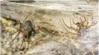 Cea mai mare pânză de păianjen din lume a fost găsită într-o peșteră europeană