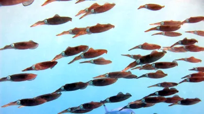 Oceanele Pământului au atins temperaturi record în luna august