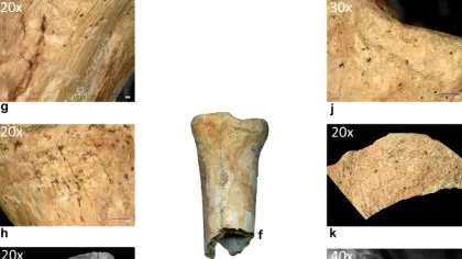 Premieră în România: Au fost descoperite primele dovezi ale utilizării uneltelor din os de către neandertalieni