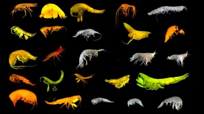 Zeci de specii necunoscute au fost descoperite într-o cercetare majoră în Oceanul Pacific