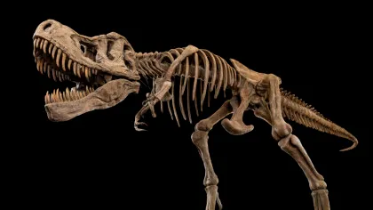 O descoperire rară: Razele X dezvăluie cum se vindecau oasele de T. rex