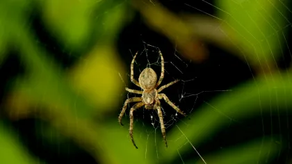 Un nou model statistic ajută cercetătorii să identifice speciile „invizibile” din ecosisteme