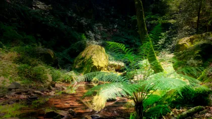 Ce s-a întâmplat cu plantele atunci când Pământul s-a încălzit în urmă cu 56 de milioane de ani?