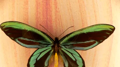 Test de cultură generală. Cât cântărește cel mai mare fluture din lume?