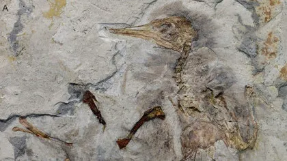 Fosilele dezvăluie modul tragic în care a murit o pasăre acum 120 de milioane de ani