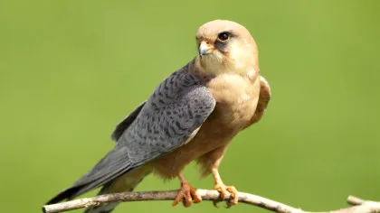 Biologii au descoperit cele mai zgomotoase păsări din lume