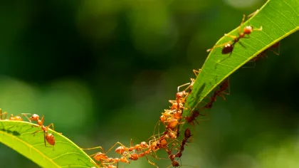 Furnicile au o abilitate uimitoare de „a mirosi” moartea