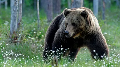 Cel mai mare biom terestru al planetei este în mișcare. Ce se întâmplă cu acesta?