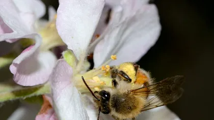 Cum influențează florile transmiterea virusurilor la albine?