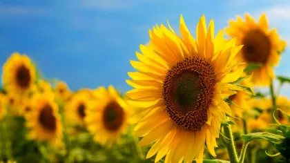 România a fost pe primul loc în Uniunea Europeană la producția de floarea-soarelui în 2025