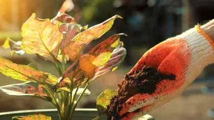 Este bine sau nu să punem zațul de cafea în ghivecele florilor?