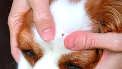 O nouă boală transmisă de căpușe descoperită la câini ar putea reprezenta un risc pentru oameni