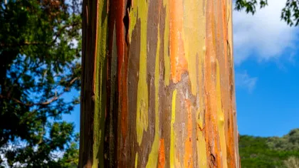 Eucaliptul curcubeu: arborele cu scoarță multicoloră care pare pictat manual