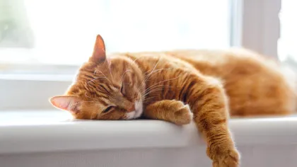 De ce pisicile miaună mai mult la bărbați decât la femei?