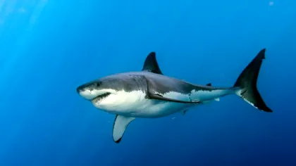 Rechinilor albi le crește un nou tip de dinți pe măsură ce îmbătrânesc