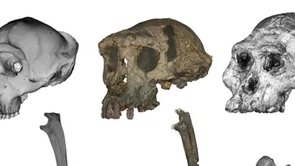 O maimuță misterioasă de acum 7 milioane de ani ar putea fi cel mai vechi hominid biped