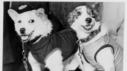 Ziua în care Uniunea Sovietică a făcut istorie cu două căţeluşe: Belka şi Strelka