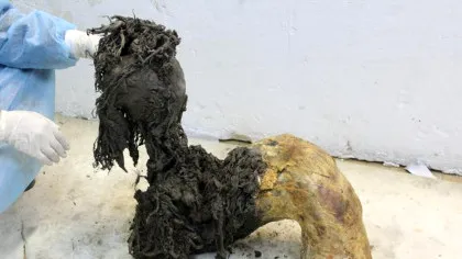 Cea mai veche moleculă de ARN din lume a fost extrasă de la un mamut lânos