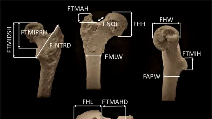 Cel mai vechi strămoș uman ar fi fost descoperit în Bulgaria