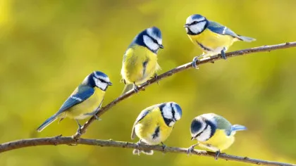 Modul în care păsările folosesc țigările aruncate este o dovadă în plus că fumatul este nociv