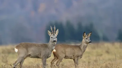 Ar putea exista de două ori mai multe specii de vertebrate pe Pământ. Cum este posibil?