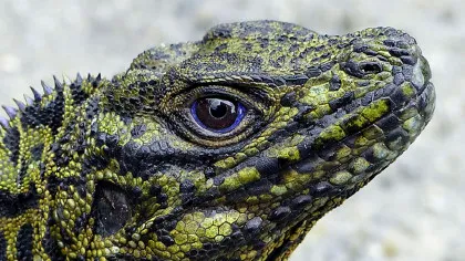 O creatură ce pare desprinsă din legende trăiește în zilele noastre