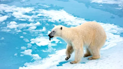 Urșii polari par să se adapteze la climate mai calde, arată un studiu