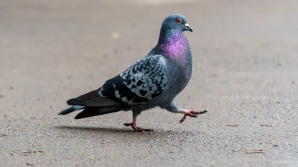 Un startup din Rusia implantează cipuri în creierul porumbeilor pentru a-i controla de la distanță