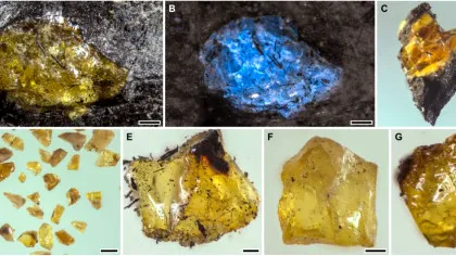 Cel mai vechi chihlimbar provine dintr-o lume cu 150 de milioane de ani mai veche decât dinozaurii