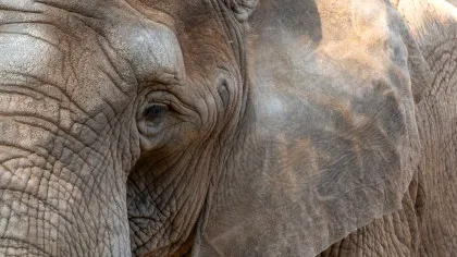 Ce i-a „dezvăluit” un elefant unei femei care susține că vorbește telepatic cu animalele?