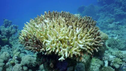 Nivelurile de aciditate ale oceanelor Pământului au depășit deja „zona periculoasă”, sugerează un studiu