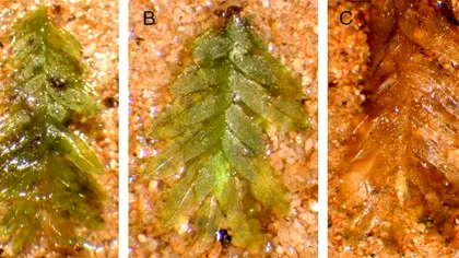 Cum a fost în sfârșit rezolvat misterul profanărilor de morminte de la un cimitir istoric?