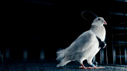 Porumbei-spioni cu cipuri implantate în creier: Un startup din Rusia transformă păsările în „biodrone”