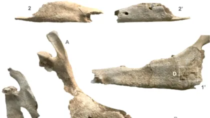 Cel mai vechi catâr cunoscut din Europa de Vest a murit acum 2.700 de ani. Ce se afla în mormântul acestuia?