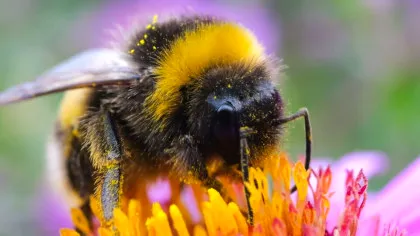 Misterul inteligenței albinelor descifrat de Felicity Muth. Cum reginele bumblebee ne învață despre gândirea animalelor