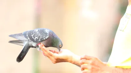 Unde ajung porumbeii voiajori care nu se mai întorc acasă?