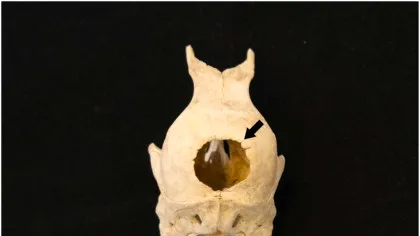 Ce au descoperit arheologii într-o toaletă din secolul al XVII-lea din Germania?